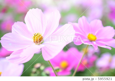コスモス 5955921