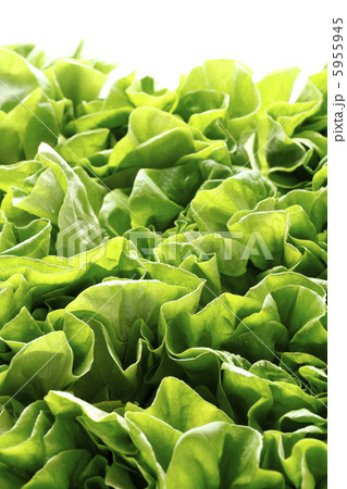 サラダ菜 5955945