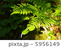光を浴びるシダ 5956149