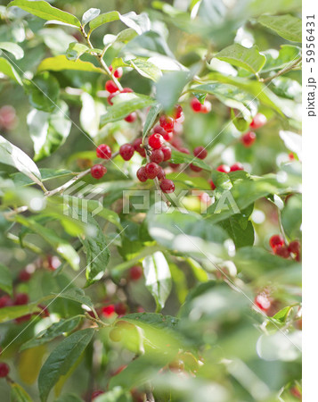 アキグミの実 5956431