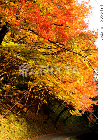 湯出神社の紅葉 湯出神社の紅葉 5956434
