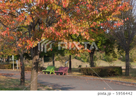公園の秋 公園の秋 5956442