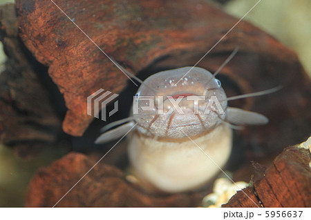 デンキナマズ 5956637