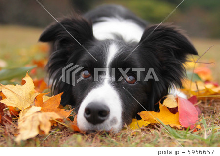 ボーダーコリーの秋 5956657
