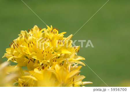 ユリ_黄_自然の花束 5956700