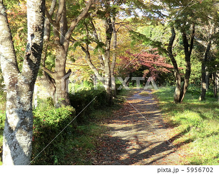 散策路 散策路 5956702