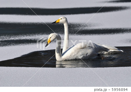 白鳥のカップル 5956894