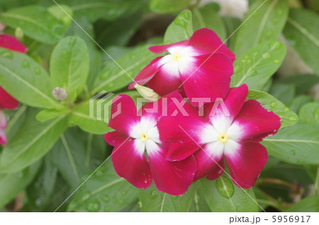 ニチニチソウ 5956917