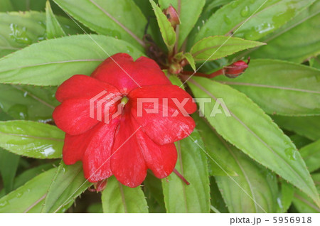 インパチェンス 5956918