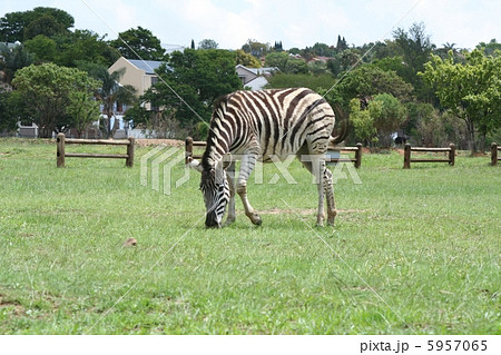 野生のシマウマ　プレトリア　南アフリカ 5957065
