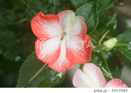 インパチェンス 5957083