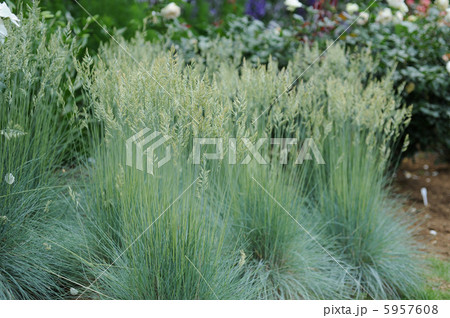 ブルーグラス ブルーグラス 5957608