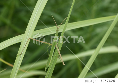 オンブバッタ 5957626