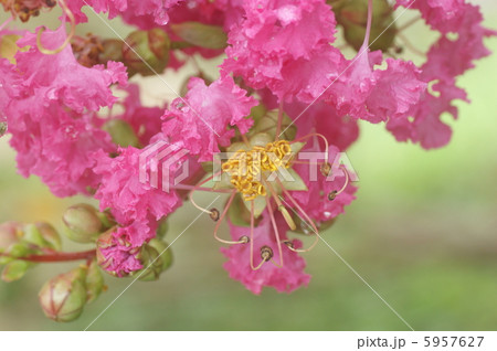 サルスベリ 5957627