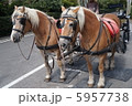 馬車 5957738