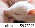 子豚 5957742