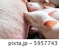 子豚 5957743