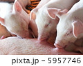 子豚 5957746