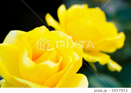 薔薇　ファルツァー・ゴールド 5957953