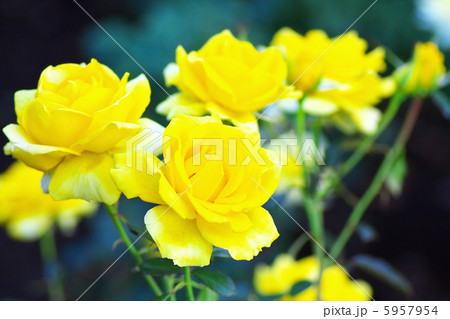 薔薇 ファルツァー・ゴールド 薔薇 ファルツァー・ゴールド 5957954