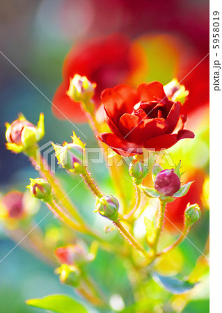 薔薇　グロワール・ドゥ・ミディ 5958019