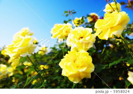 薔薇　ゴールド・バニー 5958024