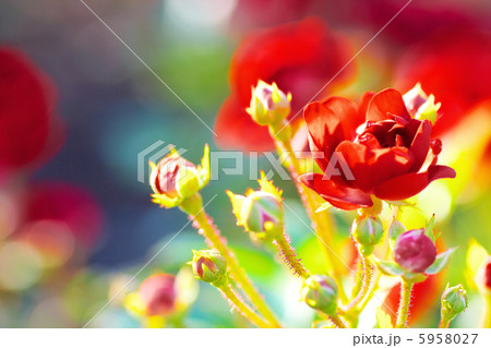 薔薇　グロワール・ドゥ・ミディ 5958027