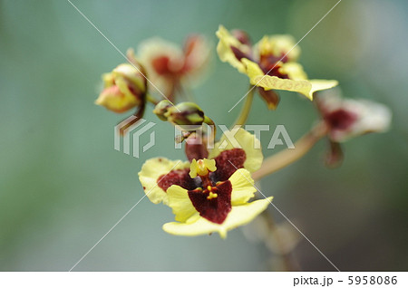 オンシジューム 5958086