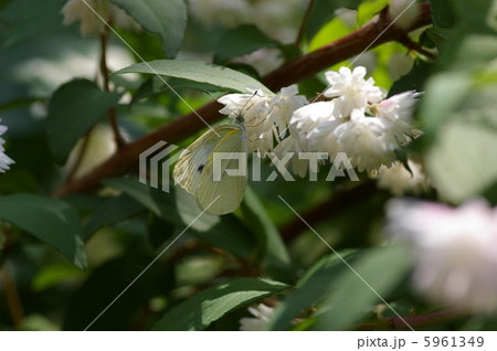 モンシロチョウの吸蜜 5961349
