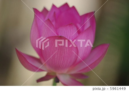 あでやかに咲く桃色の蓮の花(クローズアップ） 5961449