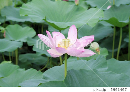 あでやかに咲く桃色の蓮の花 5961467