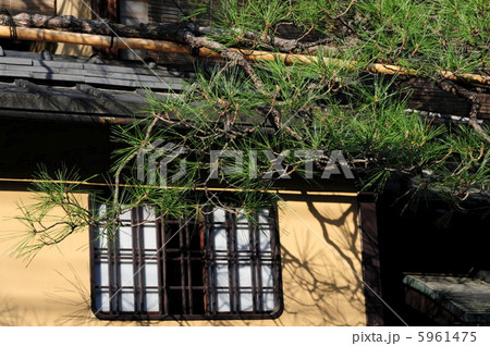 軒に掛かる松の木-2 5961475