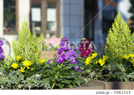 汐留　イタリア街のプランター 5961523