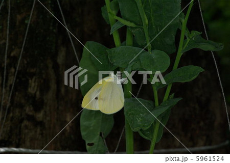 モンシロチョウの産卵 5961524