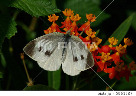 モンシロチョウの吸蜜 5961537