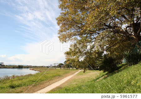 大田区田園調布４丁目付近の多摩川土手 5961577