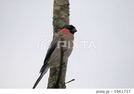 木に留まるアカウソ 5961737