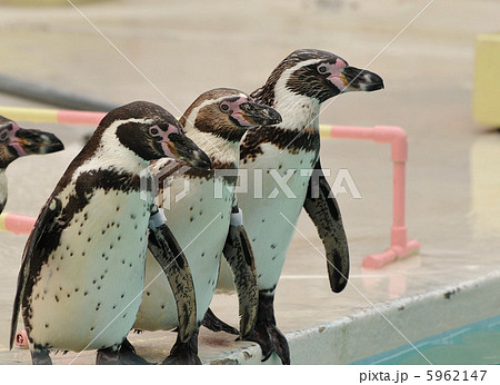 フンボルトペンギン 5962147