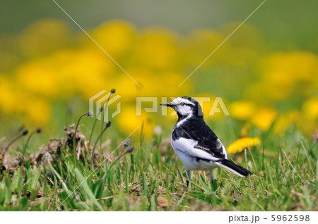 ハクセキレイ 5962598