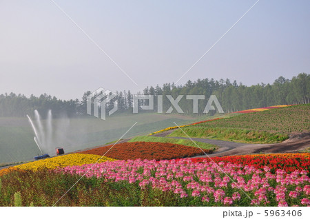 美瑛の朝 5963406