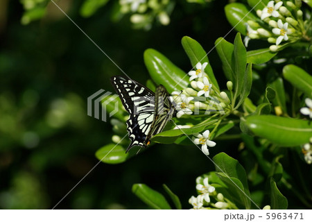 ナミアゲハの吸蜜 ナミアゲハの吸蜜 5963471