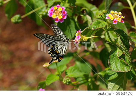 ナミアゲハの吸蜜 ナミアゲハの吸蜜 5963476