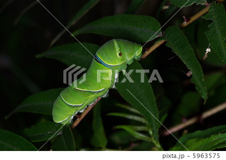 ナミアゲハの終齢幼虫 5963575