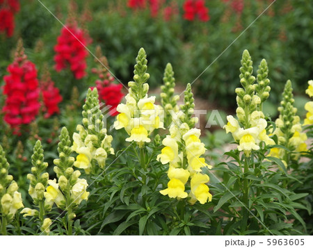 金魚草 金魚草 5963605