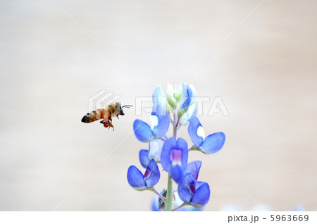 ミツバチ ミツバチ 5963669