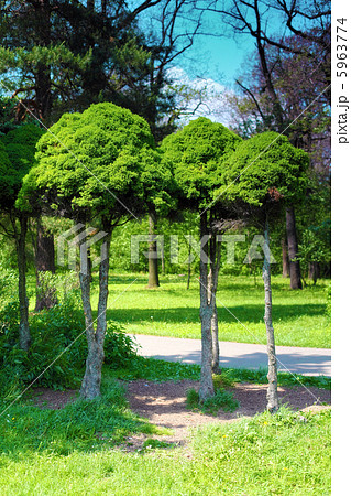 Menchikov Palase 5963774