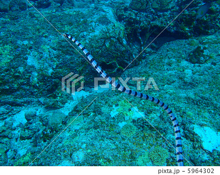 ウミヘビ 5964302