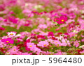 コスモス爛漫 5964480