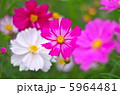 コスモス 5964481