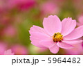 ミツバチ＆コスモス 5964482
